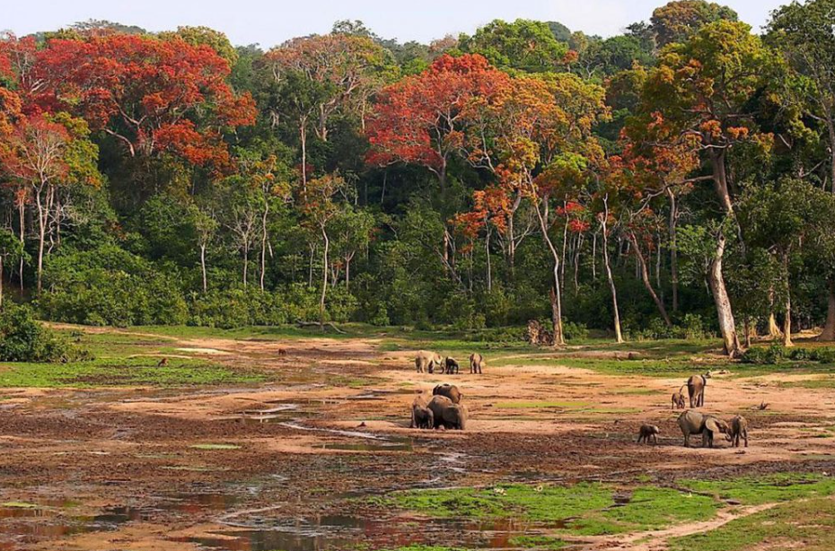 Manovo-Gounda St. Floris National Park, Bamingui-Bangoran Prefecture (Northeast), Central African Republic